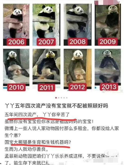 yy熊猫最新爆料消息,揭秘娱乐圈最新动态 第3张 yy熊猫最新爆料消息,揭秘娱乐圈最新动态 第3张