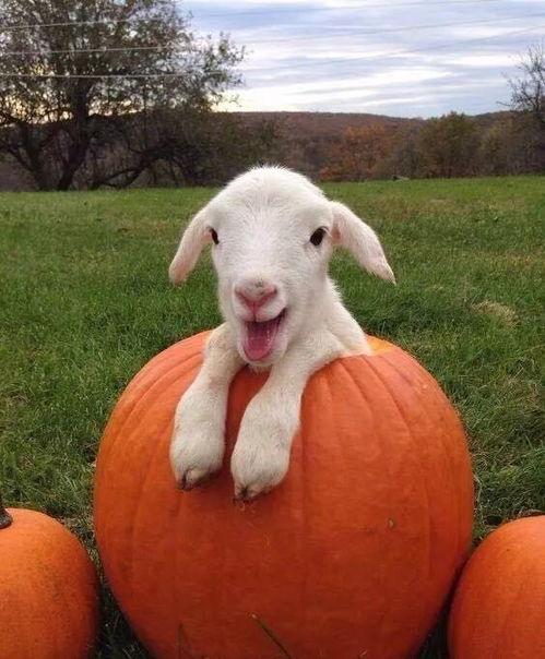 最新吃瓜爆料小羊图片高清,高清图片背后的趣味故事 第2张 最新吃瓜爆料小羊图片高清,高清图片背后的趣味故事 第2张